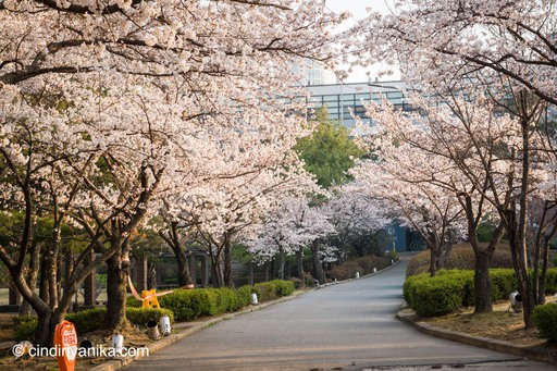Spring Ajou University Suwon