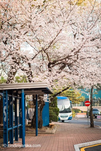 Spring Ajou University Suwon