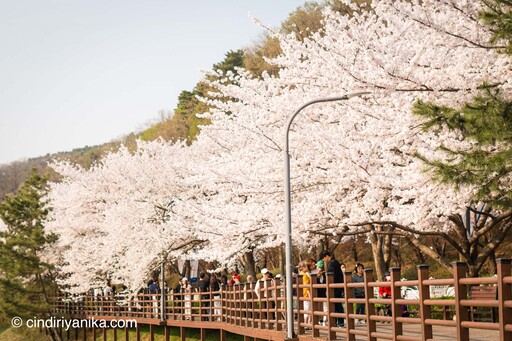 Spring Gwanggyo Lake Park Suwon