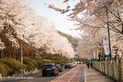 Spring Gwanggyo Lake Park Suwon