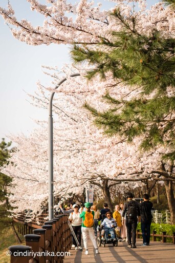 Spring Gwanggyo Lake Park Suwon