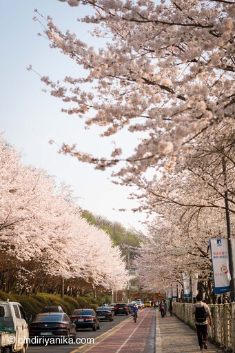 Spring Gwanggyo Lake Park Suwon