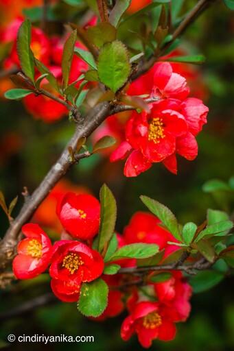 Spring Gwanggyo Lake Park Suwon