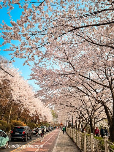 Spring Gwanggyo Lake Park Suwon