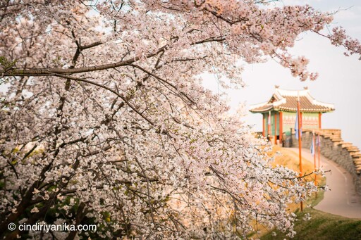 Spring Hwaseong Fortress Suwon