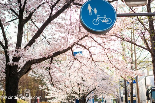 Spring Hwaseong Fortress Suwon