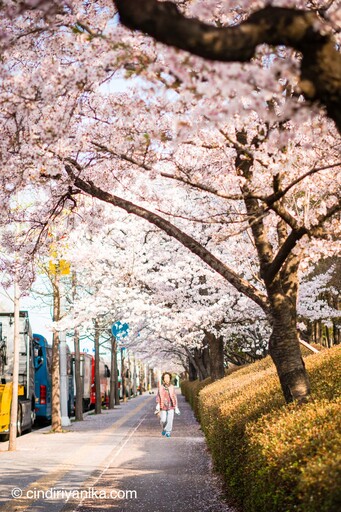 Spring Hwaseong Fortress Suwon