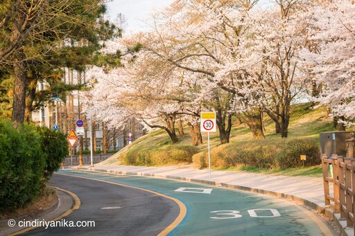Spring Hwaseong Fortress Suwon
