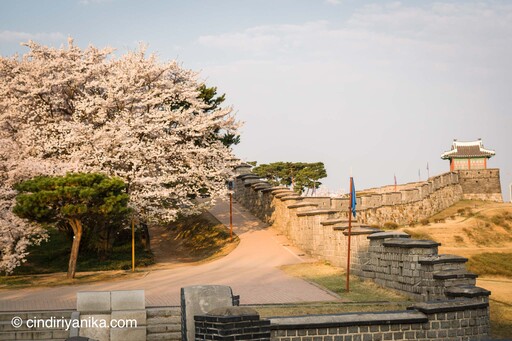 Spring Hwaseong Fortress Suwon
