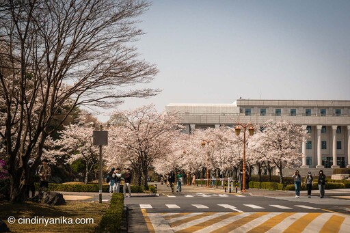 Spring KyungHee University Suwon