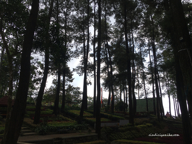 Sumber Koso