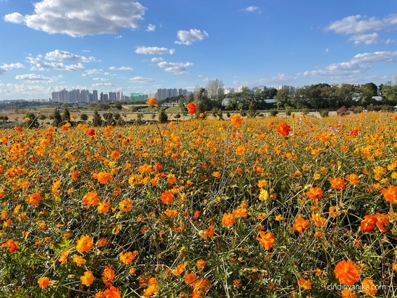 Anseong Farmland
