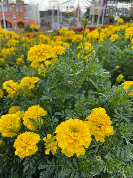 Taman Celosia