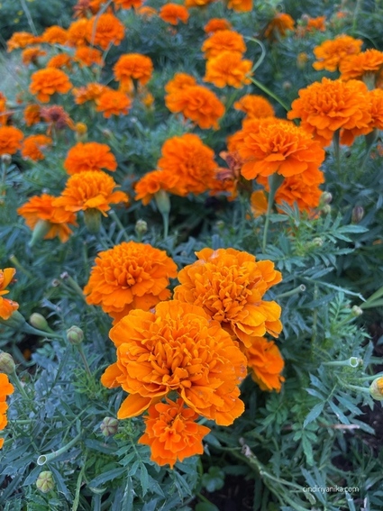 Taman Celosia